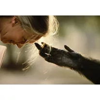 Az ember árnyékában - Jane Goodall
