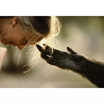 Az ember árnyékában - Jane Goodall