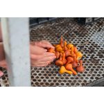 Grapat Mandala Pumpkins - tökök