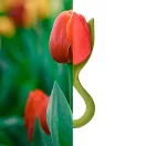 Oli&Carol természetes rágóka - Theo, a tulipán Oli&Carol természetes rágóka - Theo, a tulipán