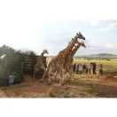 Sophie 'Sauvons les girafes' Sophie zsiráf+kulcstartó szett