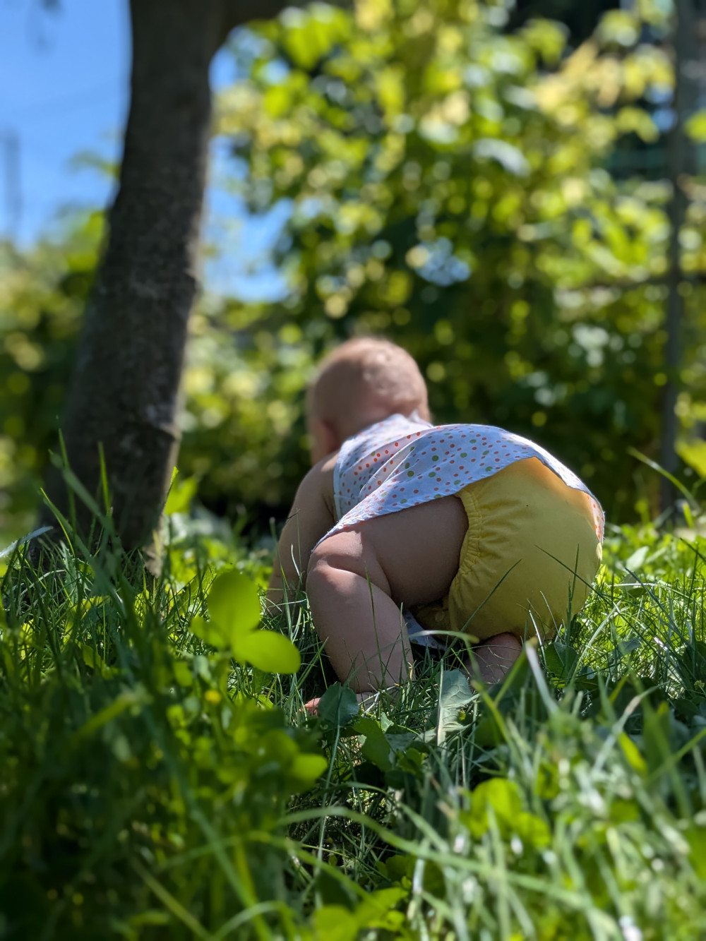 Pop-in bambusz pelenka - patentos - Celery
